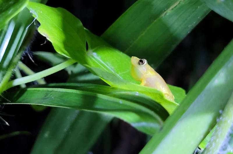 How a common economic theory could help save endangered frogs
