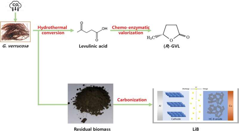 Transforming sea noodles kkosiraegi into raw materials for aviation fuel and pharmaceuticals