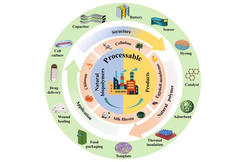 Green weaving dreams, reshaping the future—The revolution of processable natural biopolymers: Cellulose, chitosan, eggshell membrane, and silk fibroin