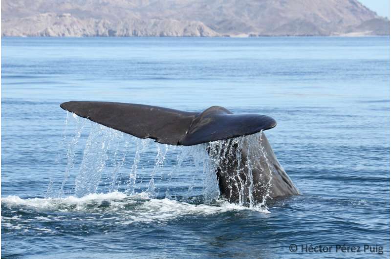 Sperm whale departure linked to decline in jumbo squid population in Gulf of California: new study unveils long-term impact on ecosystem health