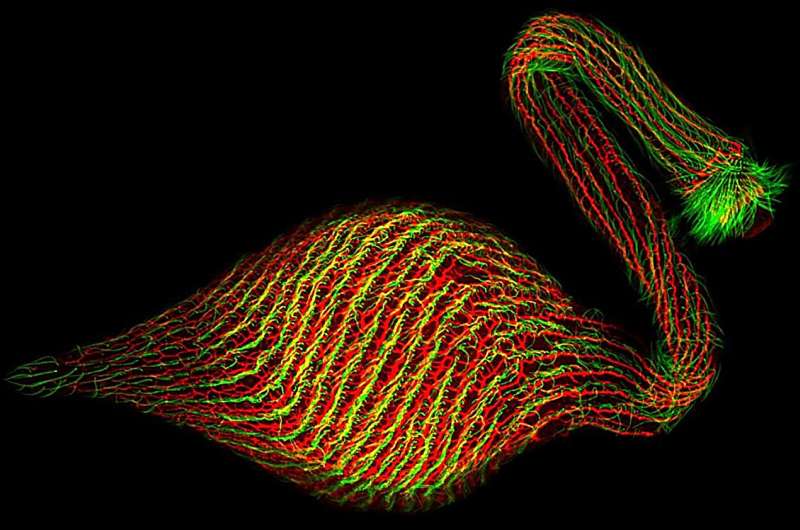 Single-celled eukaryote employs unconventional cytoskeletal components for dynamic shape-shifting