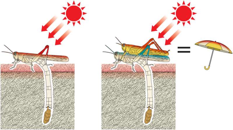 Researchers find male locusts serve as parasols for females during egg laying in the hot sun