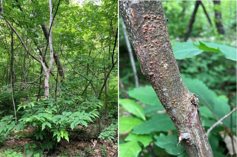 Documenting the impact of a fungal outbreak on a forest over half a century