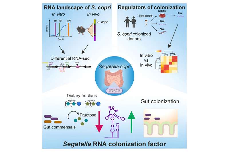 Small RNA plays a crucial role in intestinal colonization