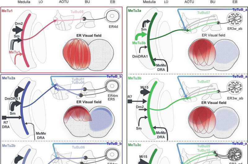 Researchers' reconstruction of fruit fly's anterior visual pathway may lead to insights into animal navigation