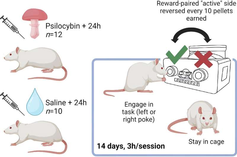 Optimism may be increased by taking psychedelic compound psilocybin