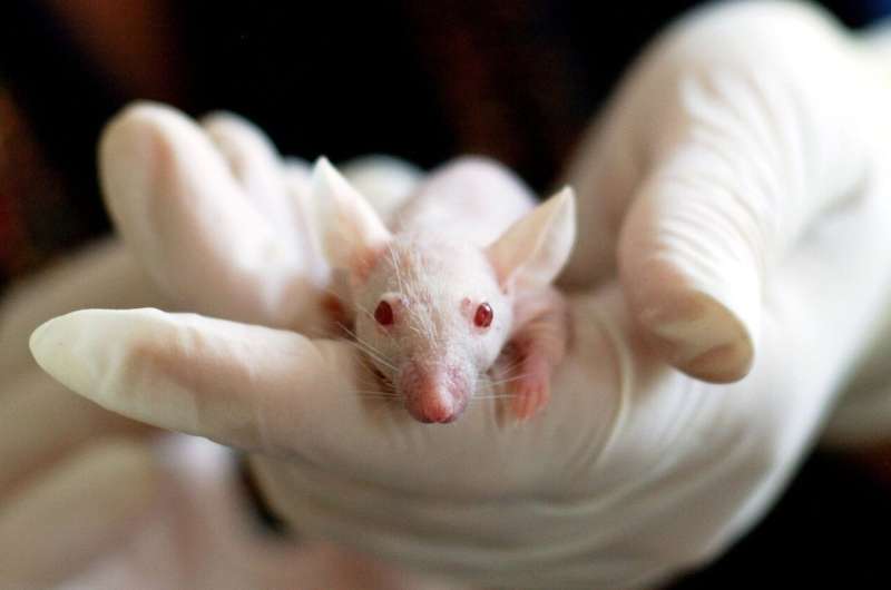 lab animal
