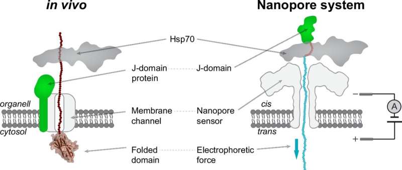 The secret strength of our cell guards