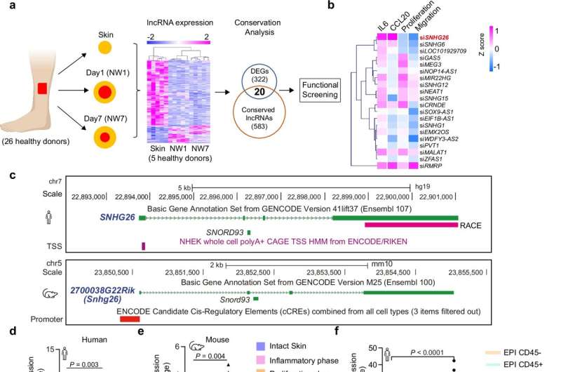 Key molecule in wound healing identified