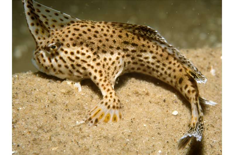 Spotted handfish genome sequenced for the first time