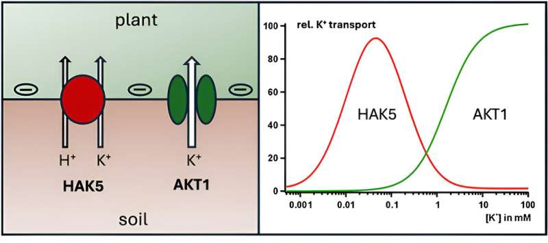 Plants save energy when absorbing potassium