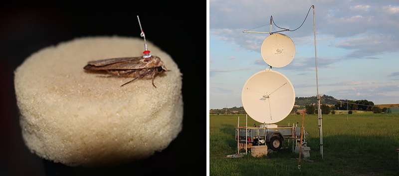 Light pollution disturbs moths, even in the dark