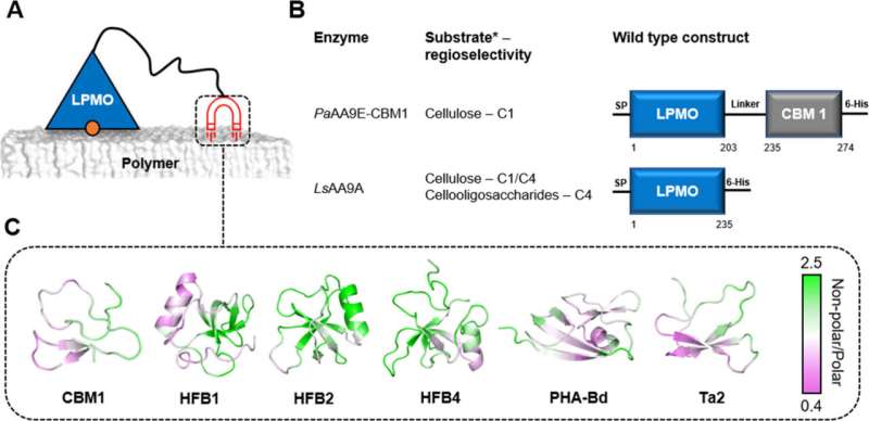 Reprogramming wood-degrading mushroom enzymes for the biorecycling of plastic