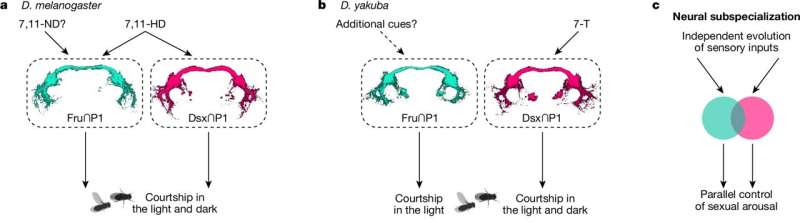 In studying the mating rituals of fruit flies, scientists may have learned something about how brains evolve