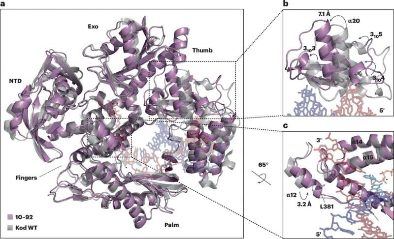 Researchers engineer enzyme to produce synthetic genetic material, advancing development of new therapeutic options