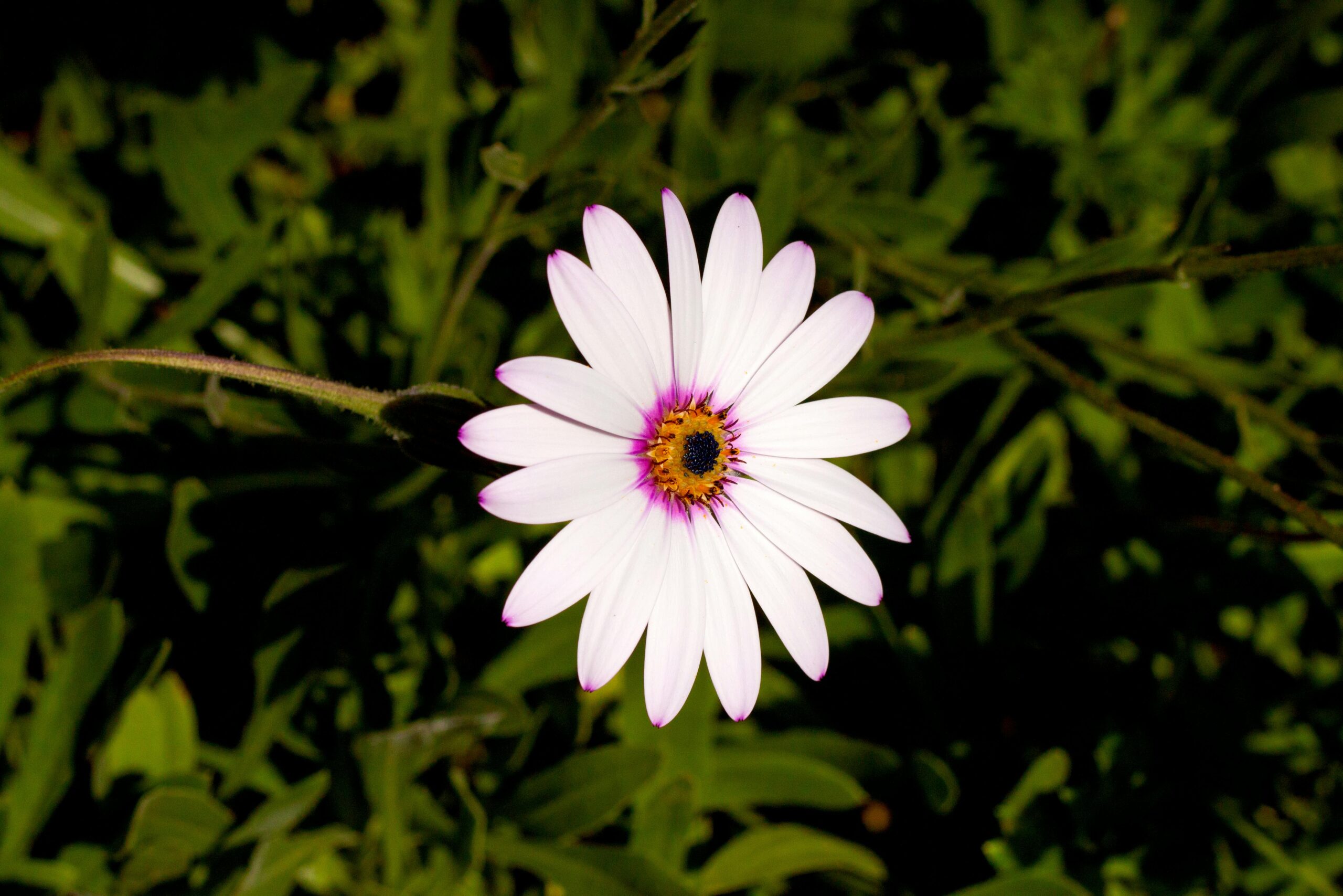 Unraveling the genetic diversity of the Asteraceae family through a chloroplast gene analysis and 3D protein modeling, shedding light on the evolutionary relationships within this remarkable plant group.